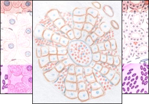 Описание: 13,Описание: гиперемия